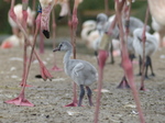 FZ029861 Greater flamingo chick (Phoenicopterus roseus).jpg